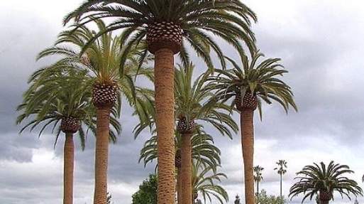 Palm Trees