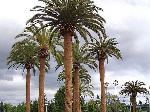 Palm Trees