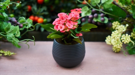 Potted Flowers